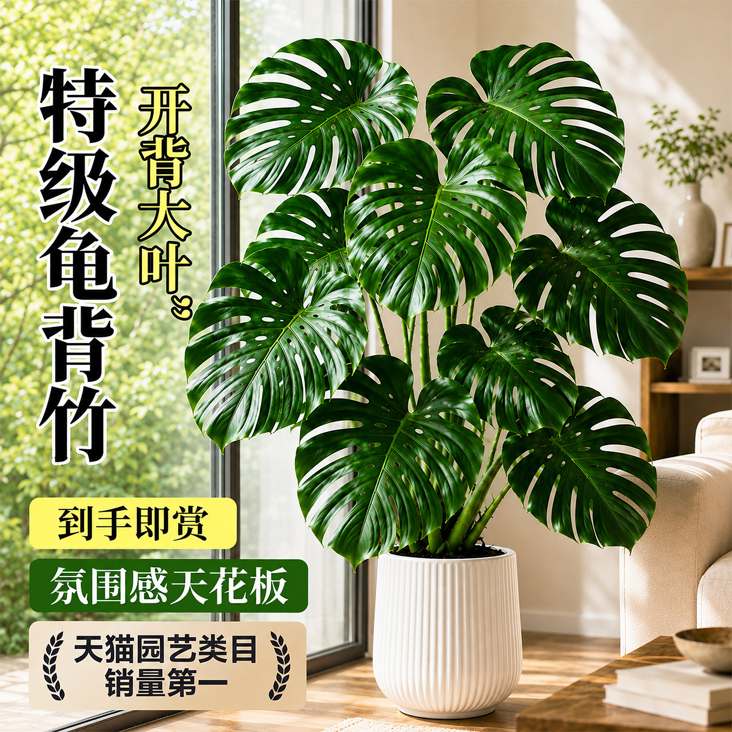 龟背竹老桩大叶耐阴好养盆栽图片