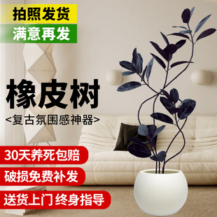 橡皮树黑金刚氛围感客厅大型盆栽旺宅老桩真树绿植室内办公室好养