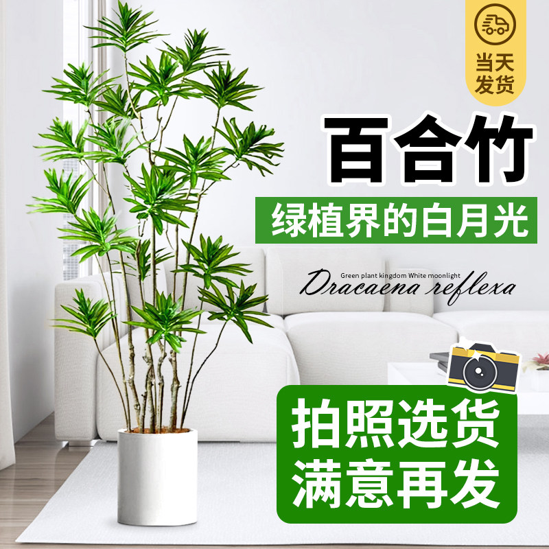 百合竹客厅大盆栽真花绿植老桩造型轻奢好养室内四季常青大型植物,鲜花速递/花卉仿真/绿植园艺,大型绿植/成品组合盆栽,淘宝优惠券,粉丝福利购,淘宝优惠卷