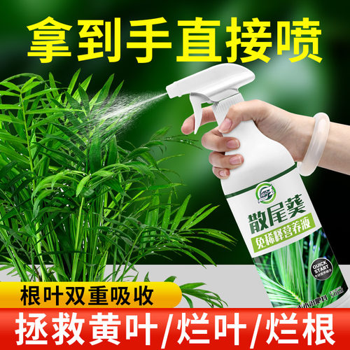 散尾葵专用营养液免稀释枝繁叶茂