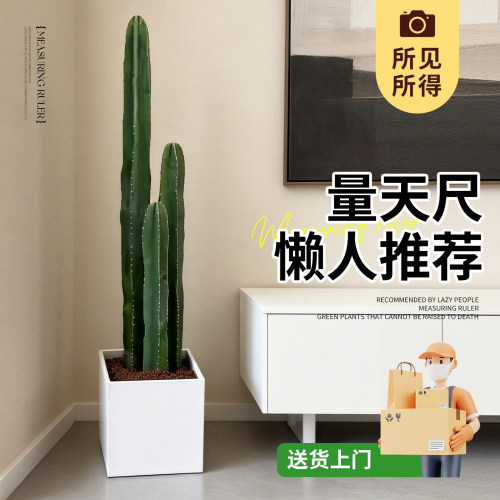 量天尺仙人柱大型室内绿植盆栽