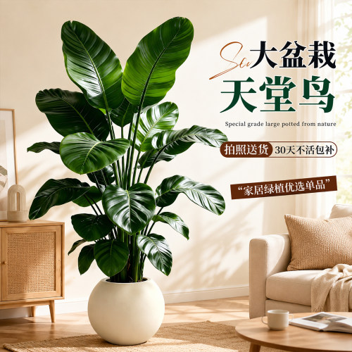 室内客厅大型大叶绿植盆栽