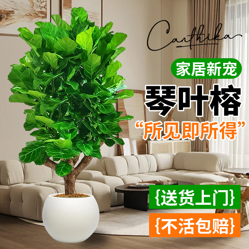 大型老桩琴叶榕净化空气四季常绿