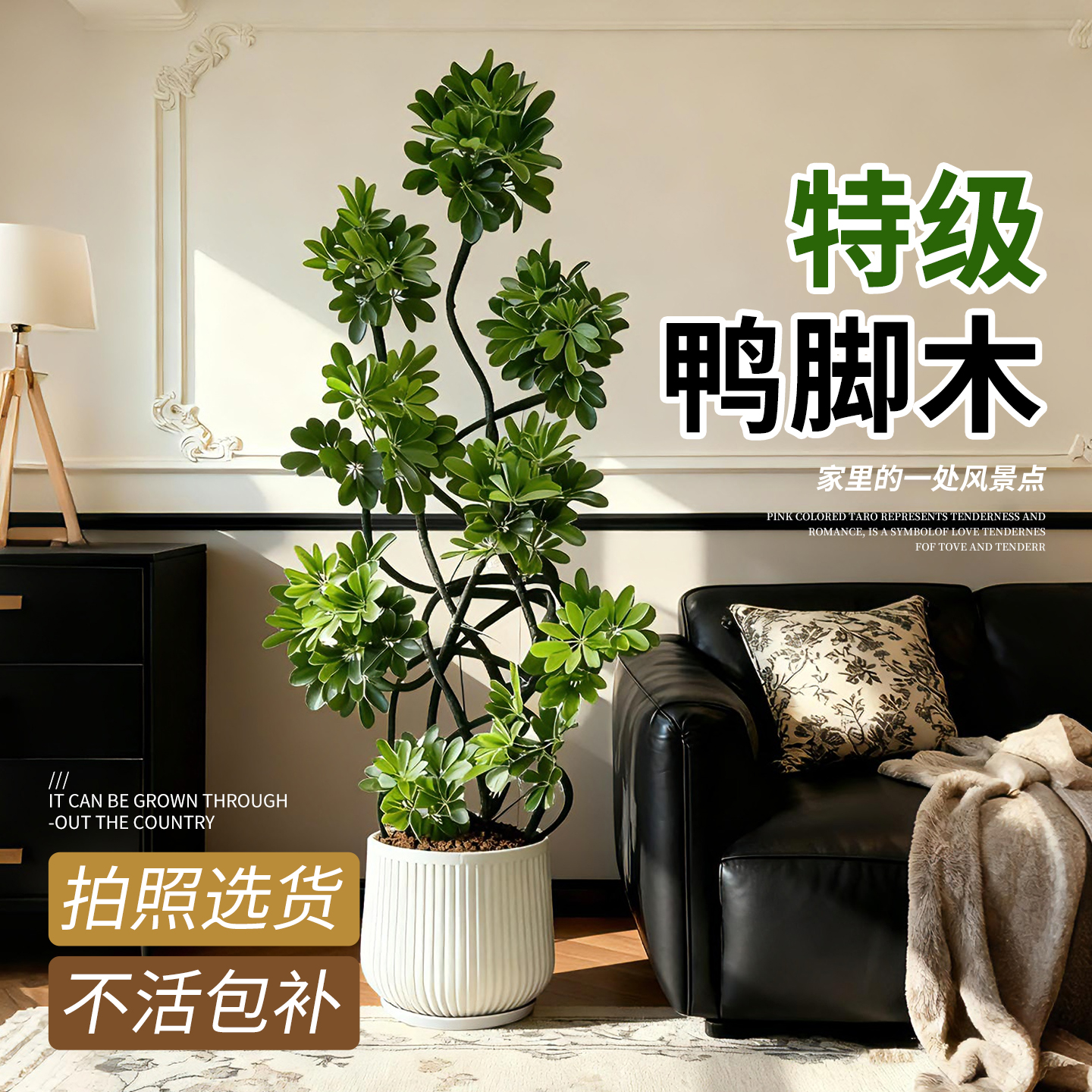 鸭脚木客厅绿植大盆栽室内高级感大型植物八方来财鸭掌木高端大气