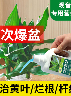 观音竹专用肥料营养液专治枯叶黄叶富贵竹水培植物营养液专用肥料