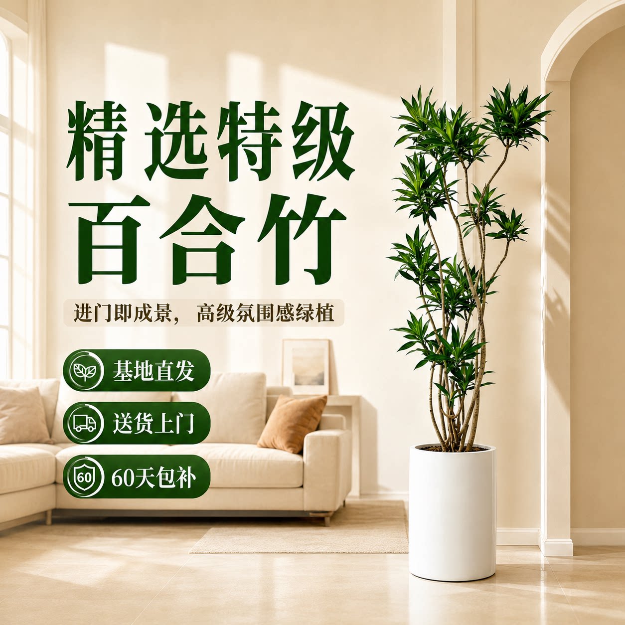 百合竹大型落地盆栽老桩旺宅图片