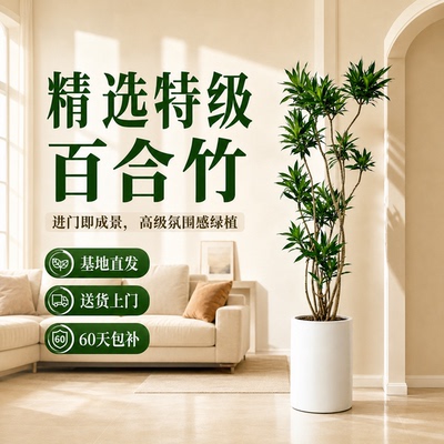 百合竹大型落地盆栽老桩旺宅