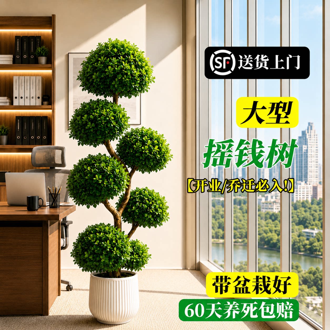 摇钱树盆栽金钱榕办公室大型发财树乔迁开业礼物室内客厅绿植招财
