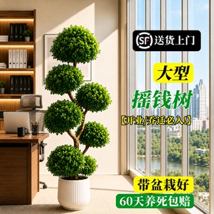 摇钱树盆栽金钱榕办公室大型发财树乔迁开业礼物室内客厅绿植招财
