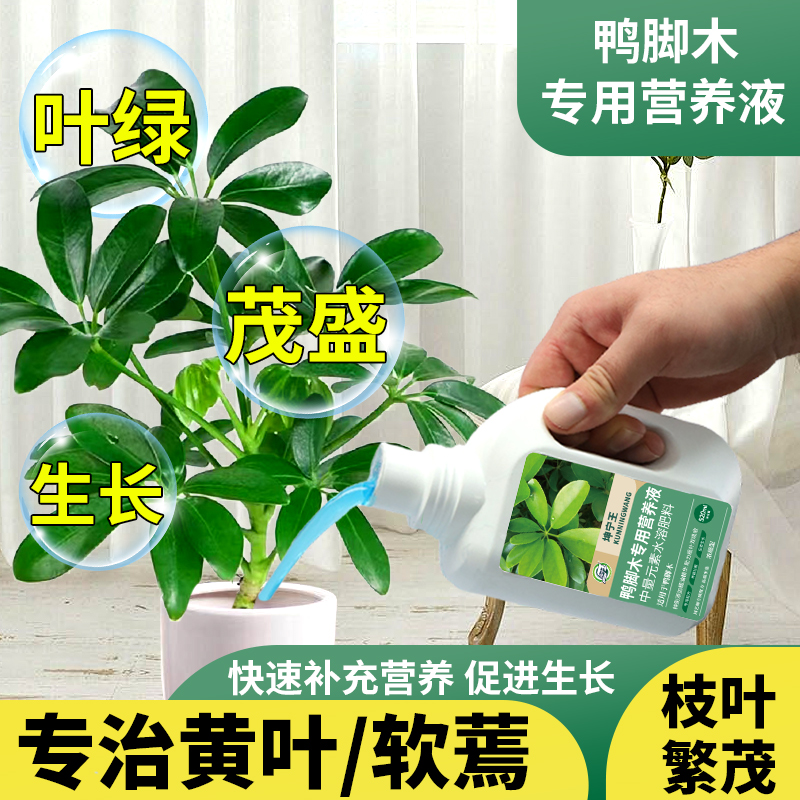 鸭脚木专用肥料营养液鹅掌木八方来财专用肥绿叶肥盆栽专用营养液