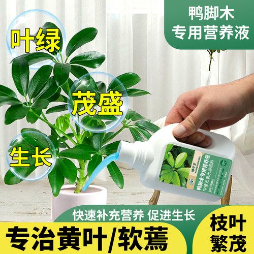 鸭脚木专用肥料营养液鹅掌木八方来财专用肥绿叶肥盆栽专用营养液