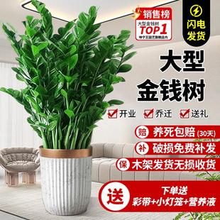 金钱树盆栽客厅大花盆绿植乔迁大棵摇钱串子真树办公室内大型摆件