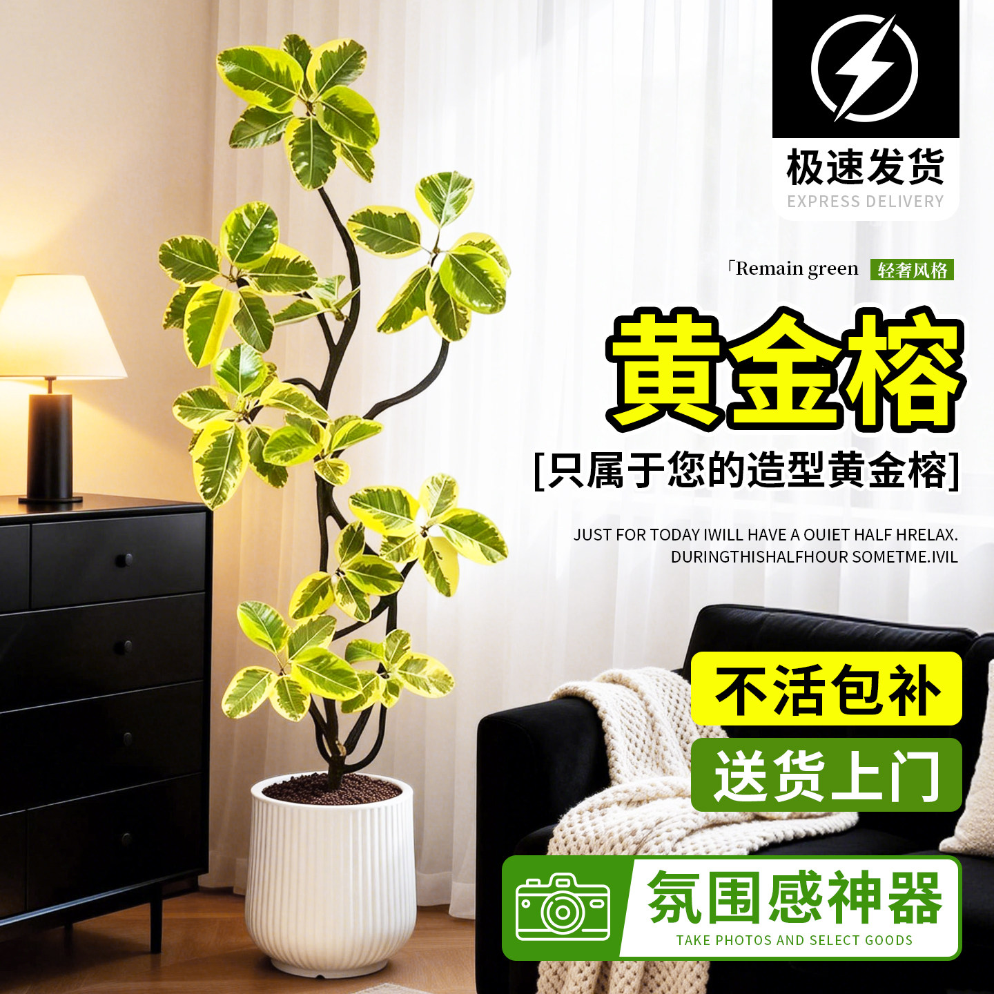 黄金榕绿植室内大型植物花叶橡皮树盆栽客厅旺宅四季青叶富贵榕树
