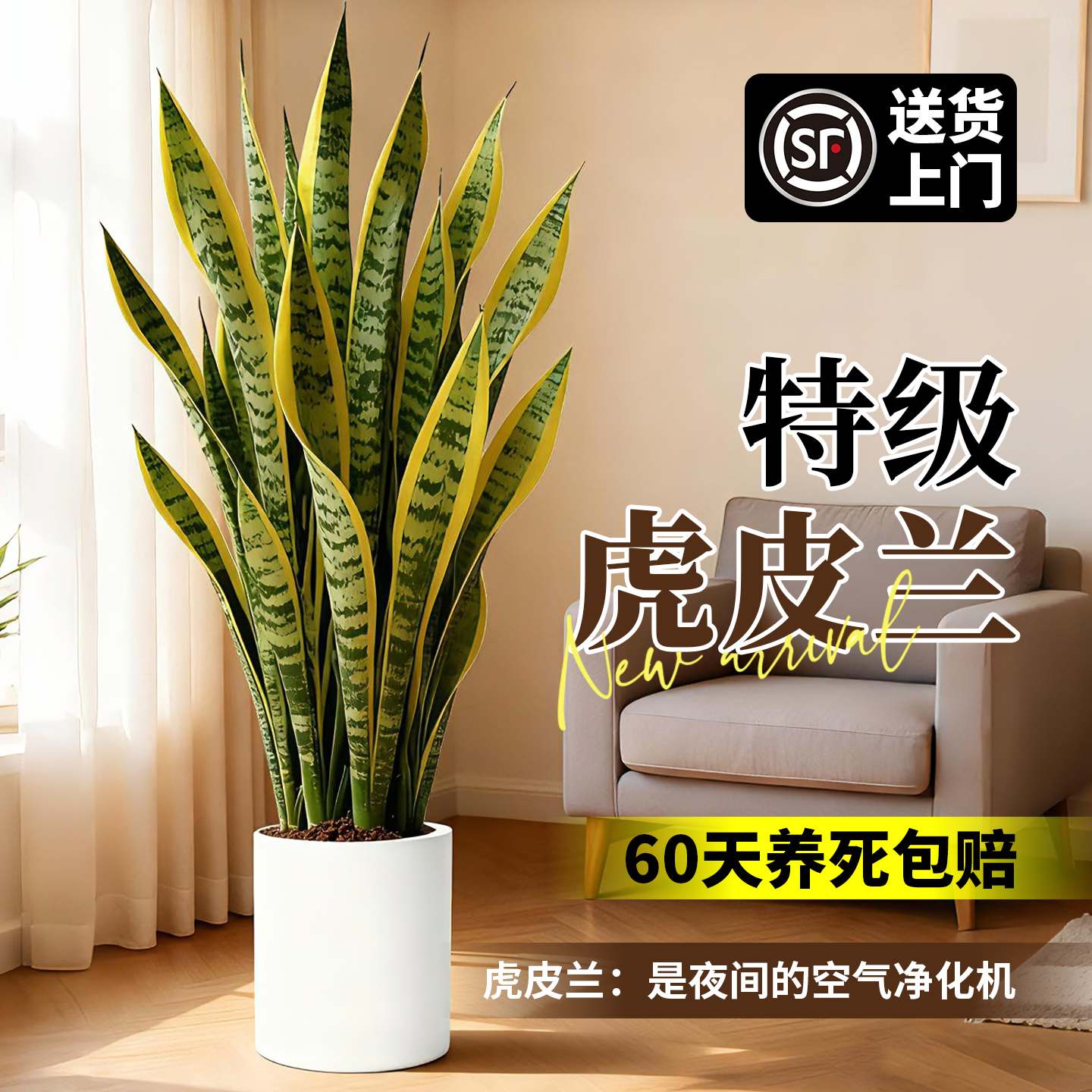 金边虎皮兰绿植客厅沙发旁大盆栽新房室内大型植物办公室花卉好养