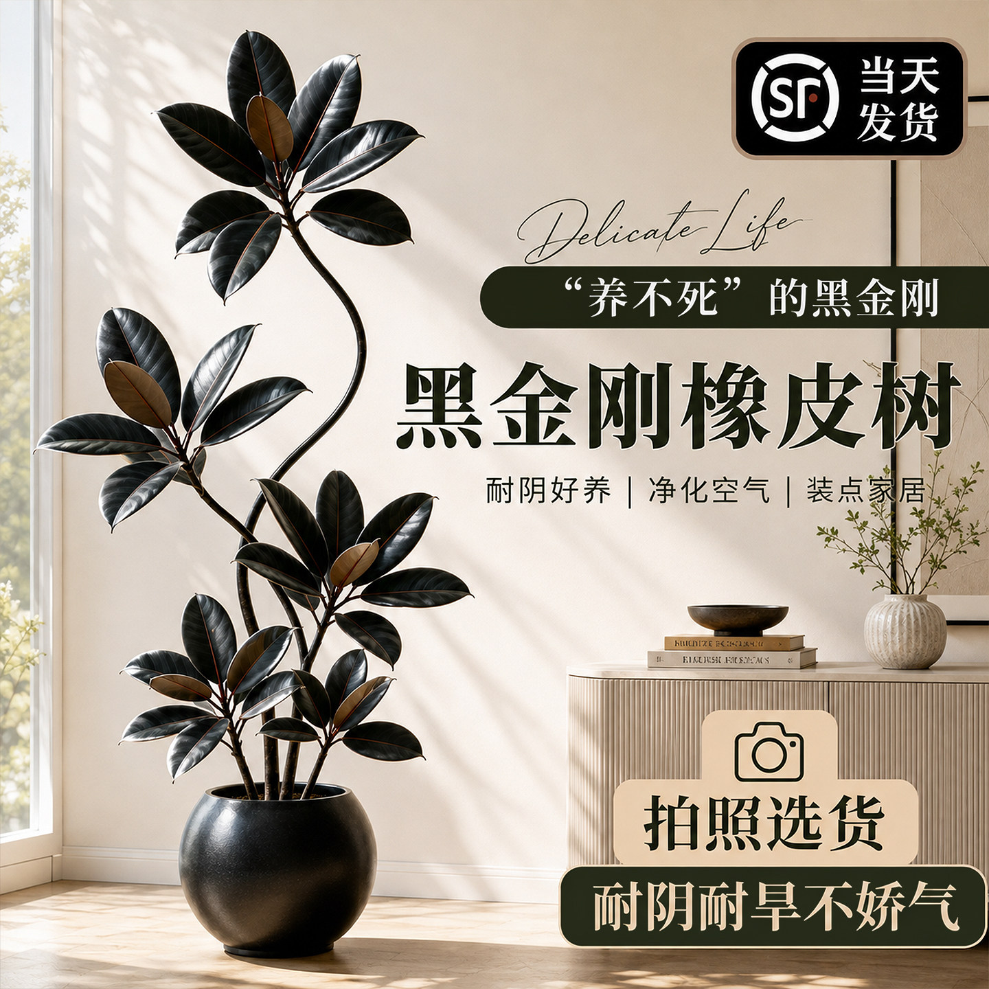 顺丰送货上门客厅盆栽大型橡皮树图片