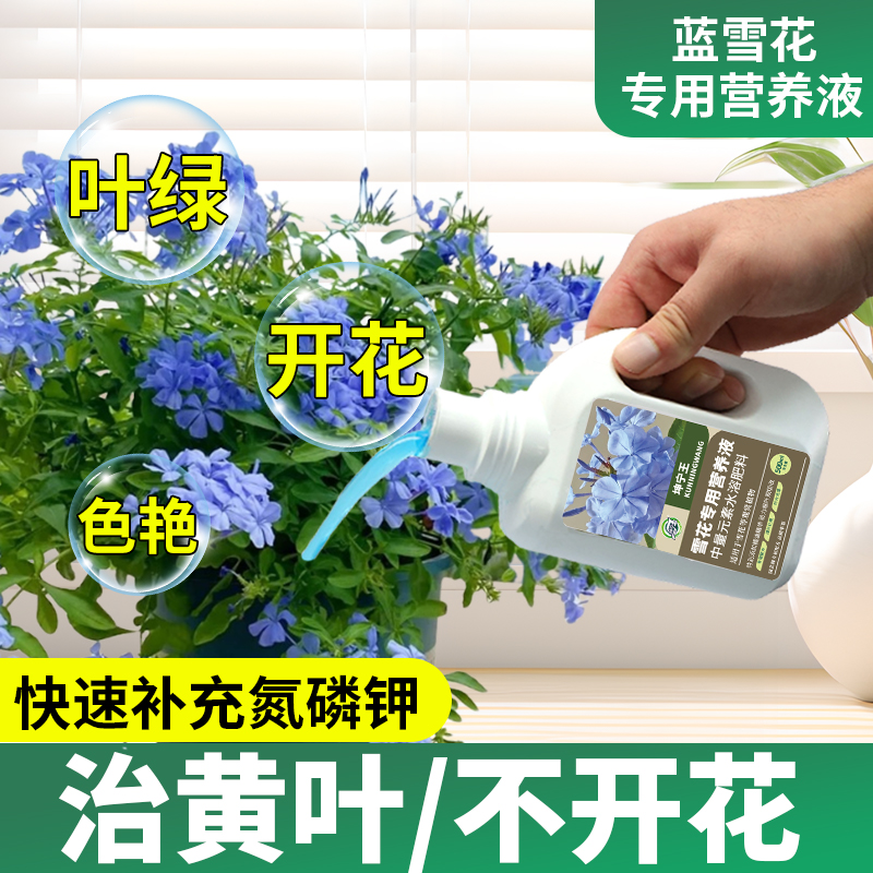 蓝雪花肥料专用营养液盆栽植物开花催花肥治黄叶蓝雪花专用营养液