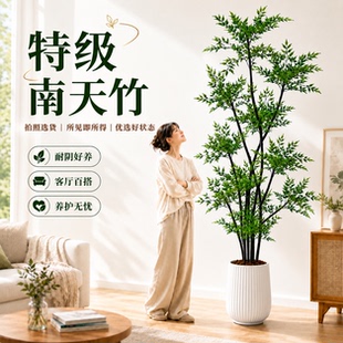 南天竹盆栽客厅真树室内绿植大型植物树苗办公室火焰老桩落地造景