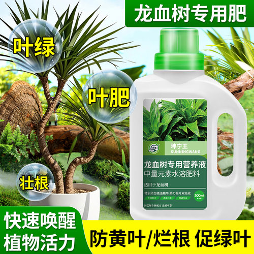 龙血树专用营养液治黄叶烂根干尖