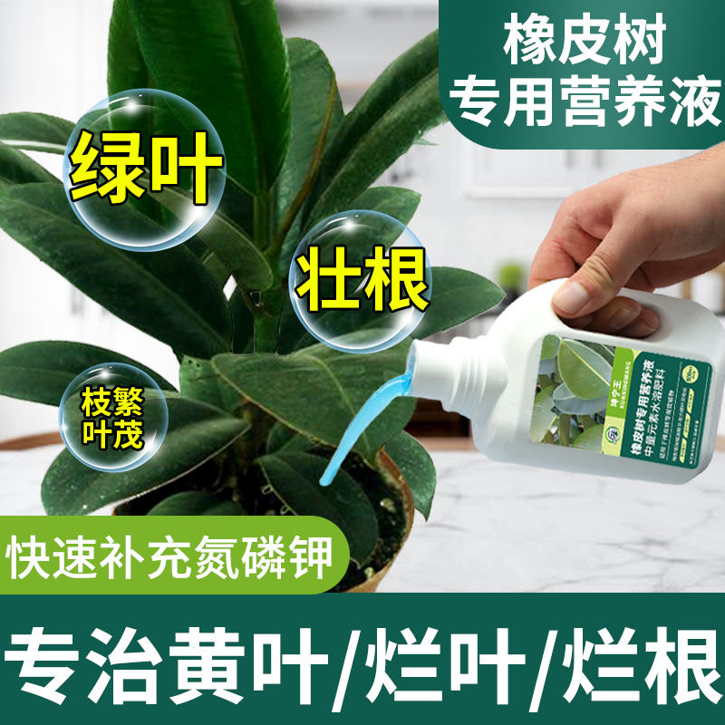 橡皮树专用肥料营养液叶子发黄掉叶黑金刚专用肥料家用盆栽营养液