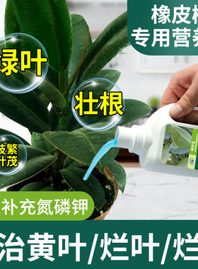 橡皮树专用肥料营养液叶子发黄掉叶黑金刚专用肥料家用盆栽营养液