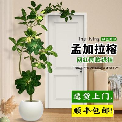 网红造型孟加拉榕树大型旺宅树