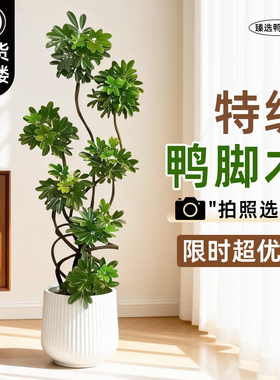 造型鸭脚木客厅绿植高级感室内大型盆栽高端大气上档次落地鸭掌木