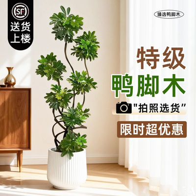 造型鸭脚木客厅绿植高级感室内大型盆栽高端大气上档次落地鸭掌木