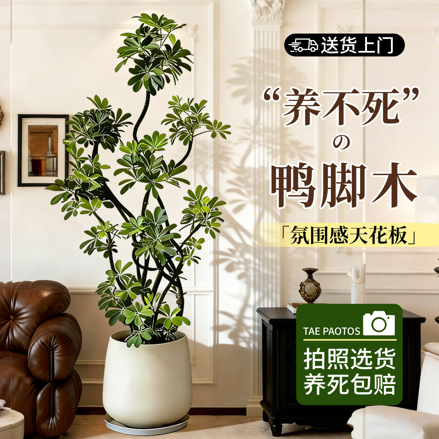 造型鸭脚木大型绿植物办公室客厅发财树真盆栽盆景花盆鹅掌木好养