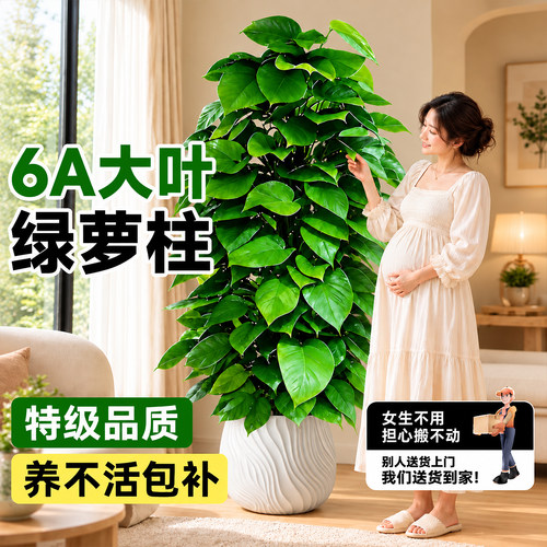大叶绿萝柱盆栽净化空气好养