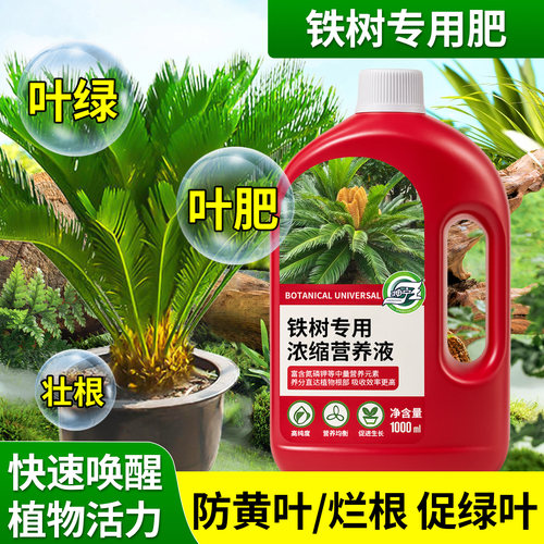 铁树专用营养液预防黄叶干尖催长