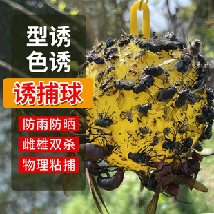 果园果树诱蝇球强力粘虫球柑橘大果实蝇诱捕器瓜果菜园针蜂诱粘剂