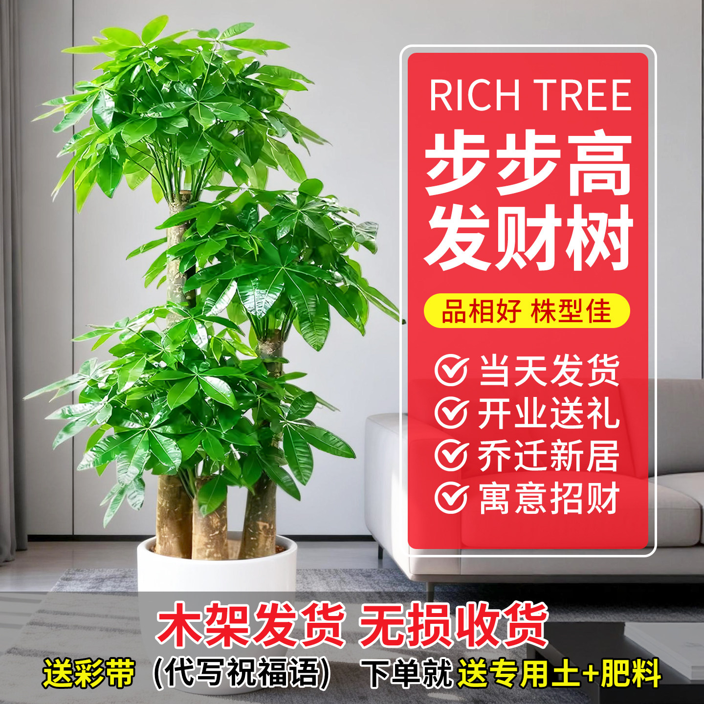 步步高发财树三杆原生客厅大盆栽大型绿植乔迁新居办公室开业送礼,鲜花速递/花卉仿真/绿植园艺,大型绿植/成品组合盆栽,淘宝优惠券,粉丝福利购,淘宝优惠卷