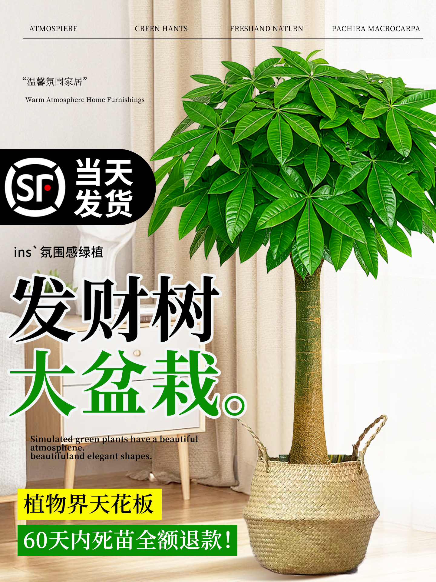 发财树客厅大盆栽办公室大型大棵绿植物适合室内摆放的树落地大号
