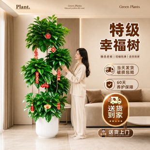 特级幸福树客厅大盆栽老桩植物高端多层造型室内好养落地大型绿植