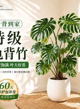龟背竹客厅大盆栽老桩大叶室内大型落地绿植物高级感盆景懒人好养