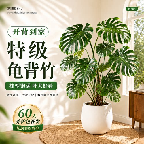 客厅落地龟背竹老桩懒人好养