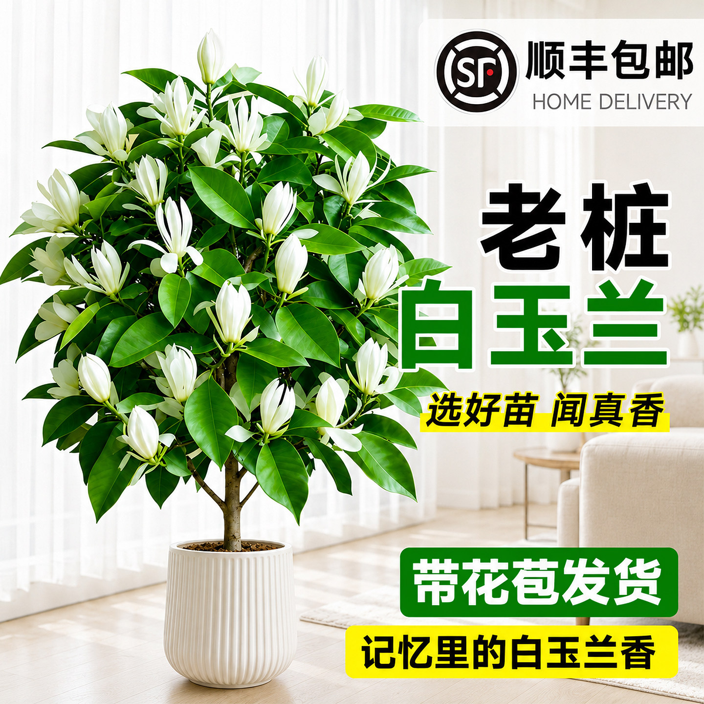 白玉兰黄角兰老桩盆栽带苞图片