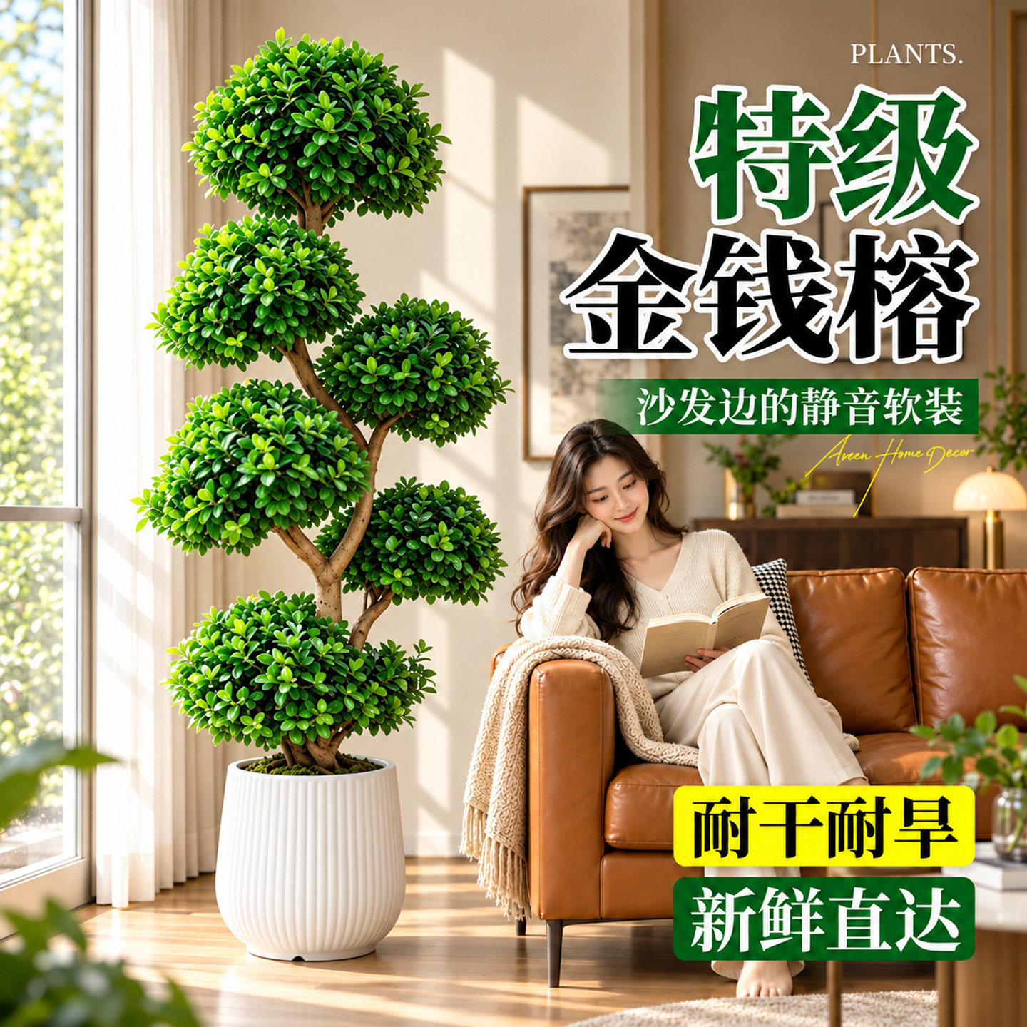 摇钱树盆栽金钱榕办公室大型发财树乔迁开业礼物室内客厅绿植招财