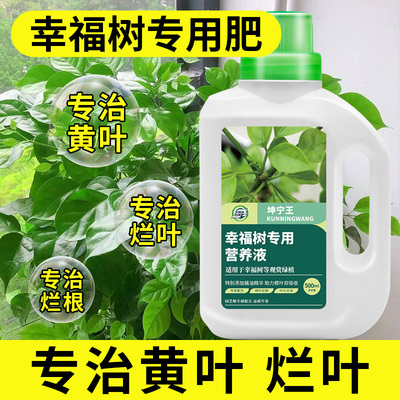 幸福树专用肥料营养液防掉叶子干枯落叶专用土急救治黄叶落叶黑斑