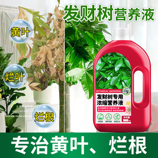 发财树专用营养液营养肥料叶子发黄掉叶黄叶枯叶烂根专用药水培