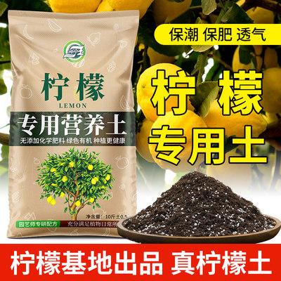 柠檬树专用土果色宜人枝叶茂盛