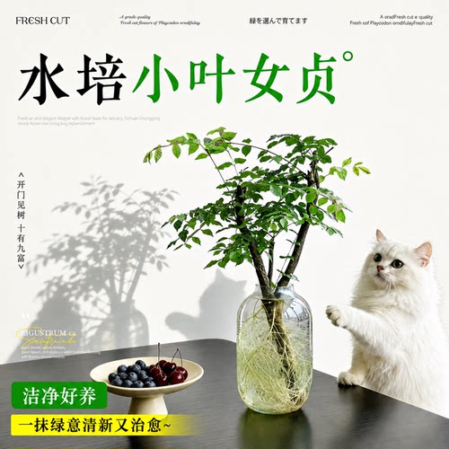 小叶女贞水培老桩桌面净化空气