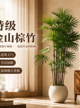 金山棕竹盆栽室内落地好养客厅