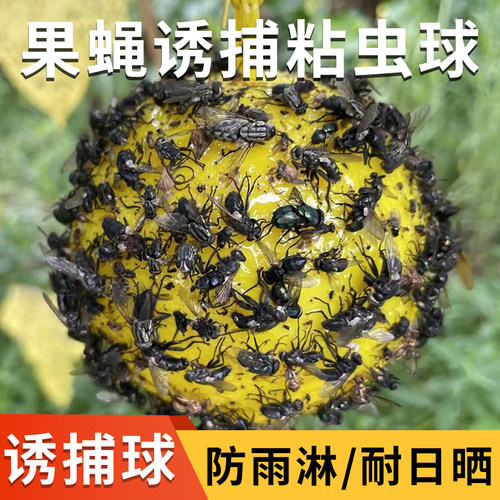 诱蝇球果蝇瓜果实蝇柑橘针蜂引诱橘子果园防虫果树诱虫果蝇粘虫球