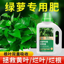 绿萝营养液肥料专用肥植物盆栽绿箩营业液花肥料家用土水培养花用