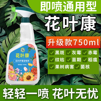 坤宁王-数百万花友小白的选择