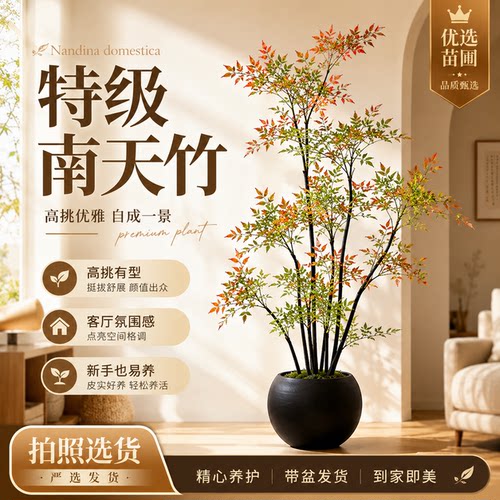 南天竹真树落地盆栽客厅办公室