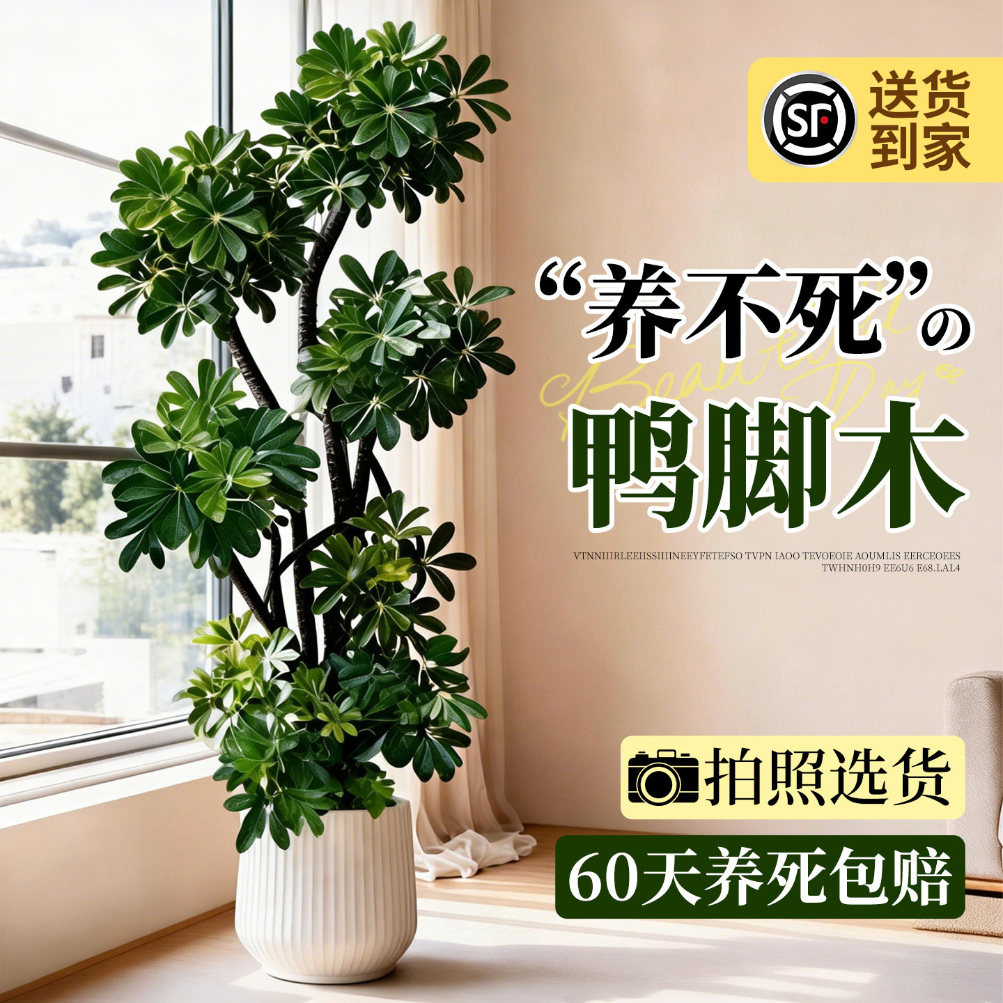 造型鸭脚木客厅大盆栽老桩鸭掌木室内落地式大型四季常青真花绿植,鲜花速递/花卉仿真/绿植园艺,大型绿植/成品组合盆栽,淘宝优惠券,粉丝福利购,淘宝优惠卷