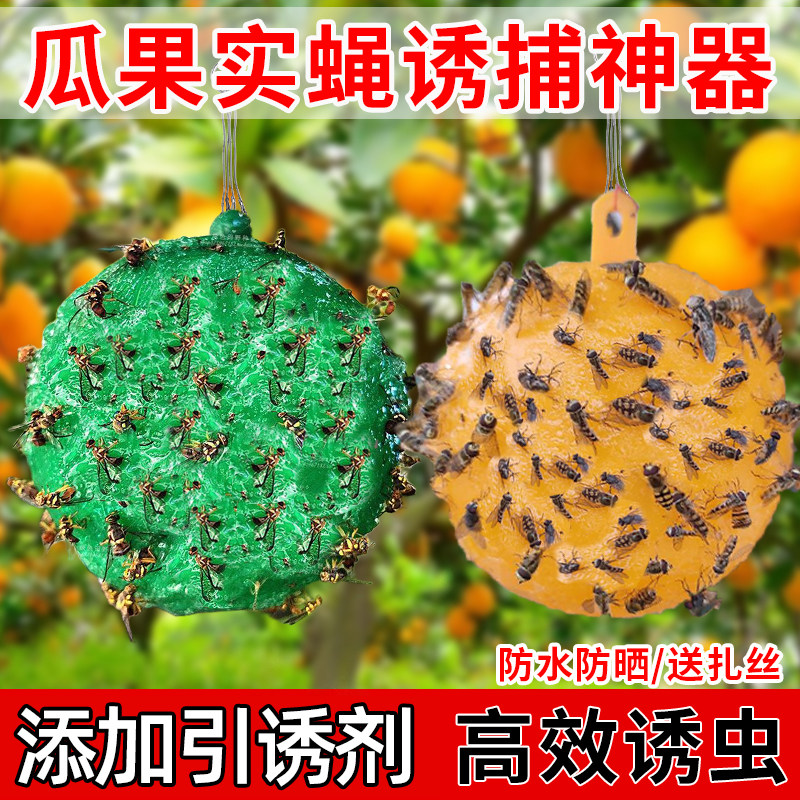 粘虫球丝瓜果实蝇贴诱蝇球针蜂马蜂色引诱剂果蝇诱捕器双面黄板纸