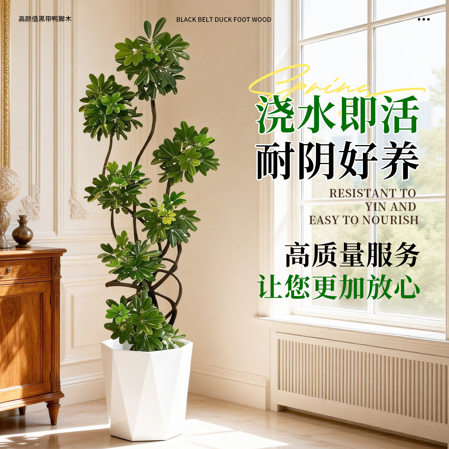 造型鸭脚木客厅绿植高级感室内大型盆栽高端大气上档次落地鸭掌木,鲜花速递/花卉仿真/绿植园艺,大型绿植/成品组合盆栽,淘宝优惠券,粉丝福利购,淘宝优惠卷